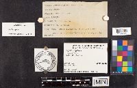 (linked from Polyporus gilvus) Phellinus gilvus image