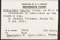 Phellinus gilvus image