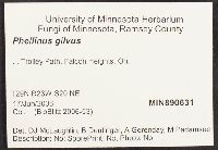 Phellinus gilvus image