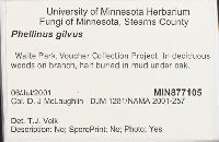 Phellinus gilvus image