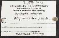 (linked from Polyporus gilvus) Phellinus gilvus image