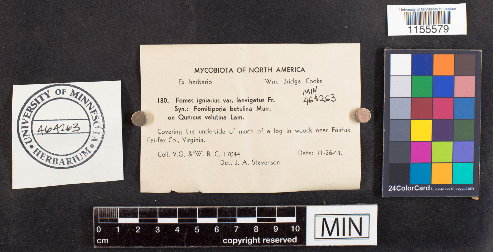 Phellinus laevigatus image