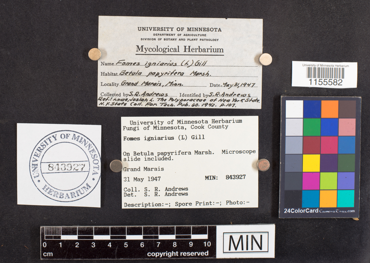 Phellinus igniarius image