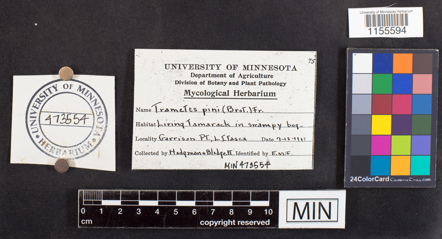 Porodaedalea pini image