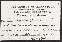 Porodaedalea pini image