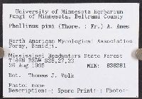 Porodaedalea pini image