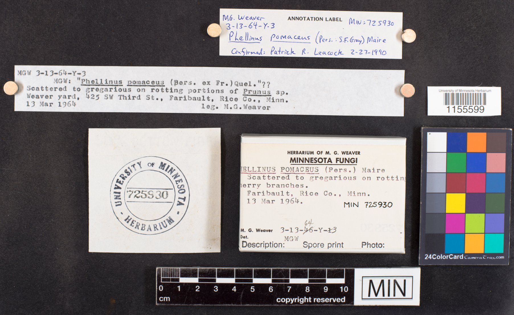 Phellinus pomaceus image