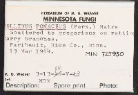 Phellinus pomaceus image