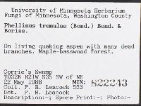 Phellinus tremulae image
