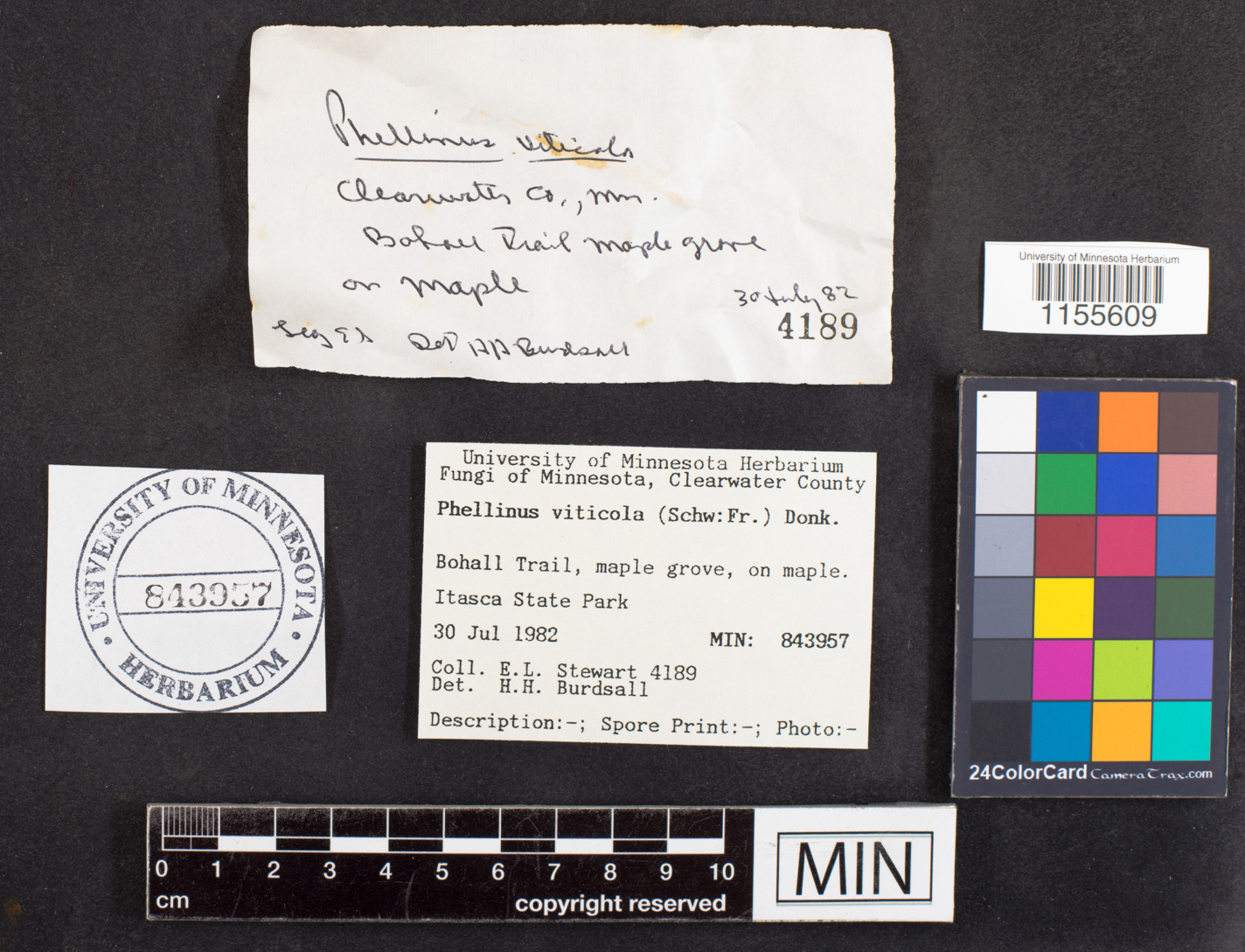 Phellinus viticola image