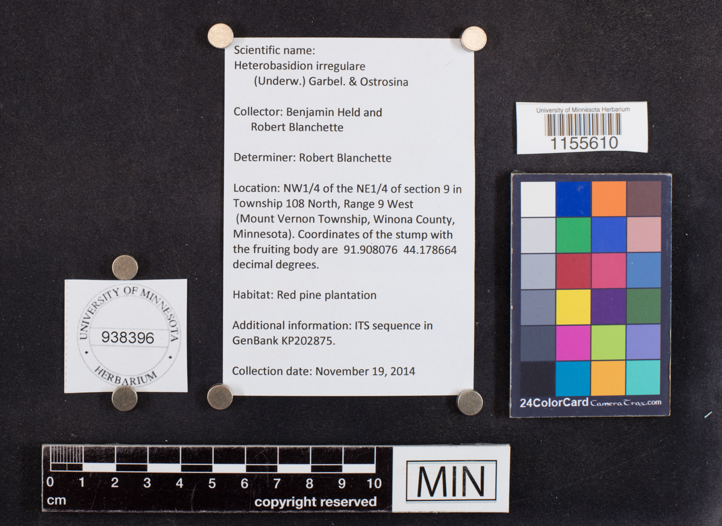 Heterobasidion irregulare image