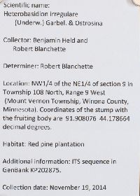 Heterobasidion irregulare image