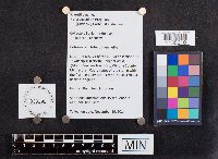 Media resource of Heterobasidion irregulare