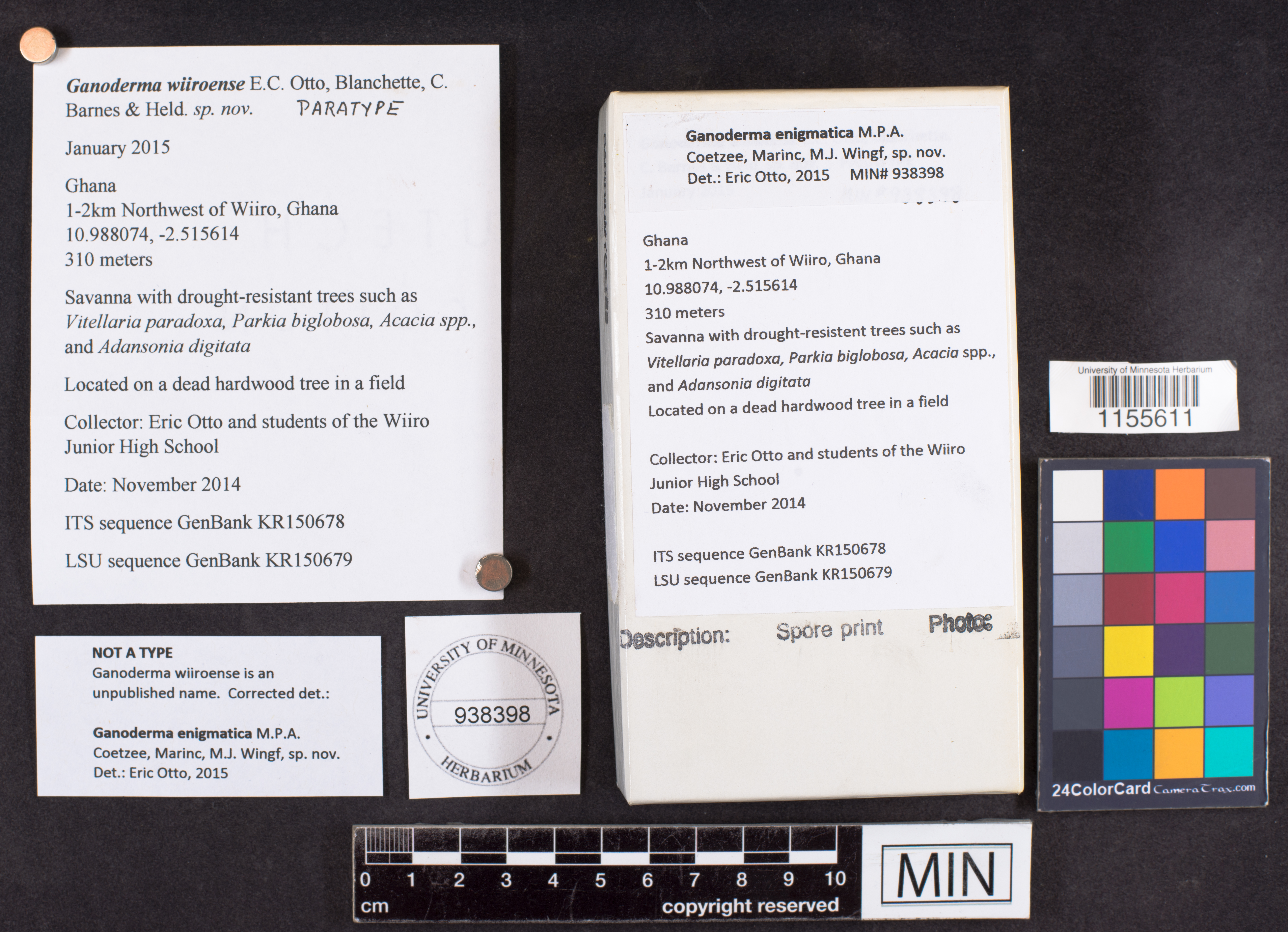 Ganoderma enigmatica image