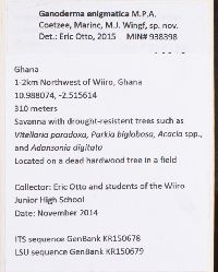 Ganoderma enigmatica image