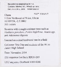 Ganoderma enigmatica image