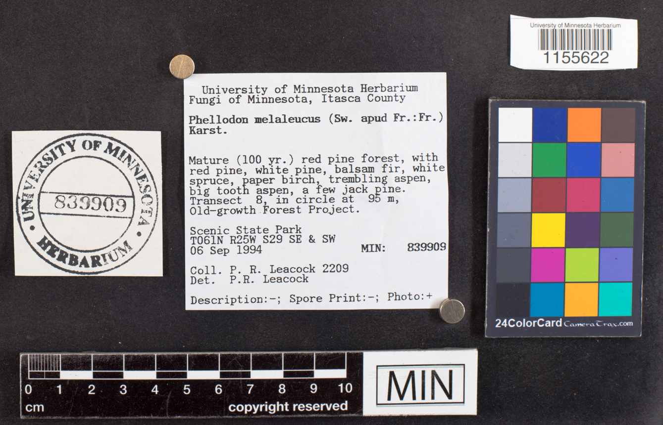 Phellodon melaleucus image