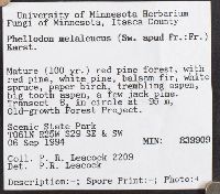 Phellodon melaleucus image