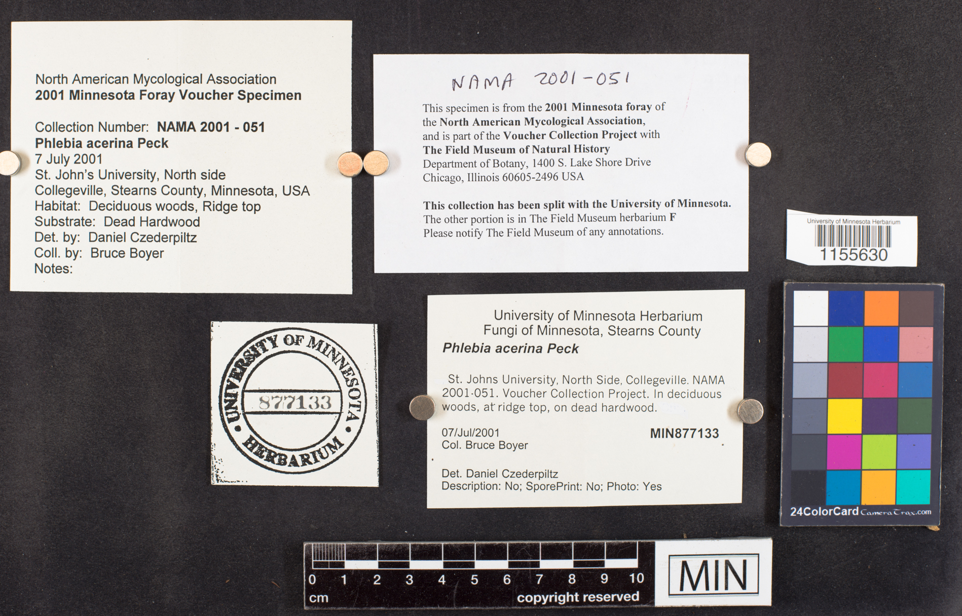 Phlebia acerina image