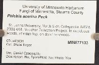 Phlebia acerina image