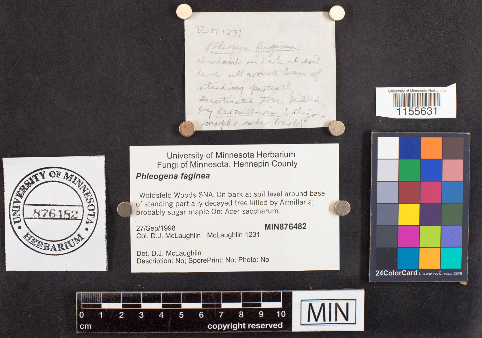 Phleogena faginea image