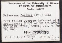 Phleogena faginea image