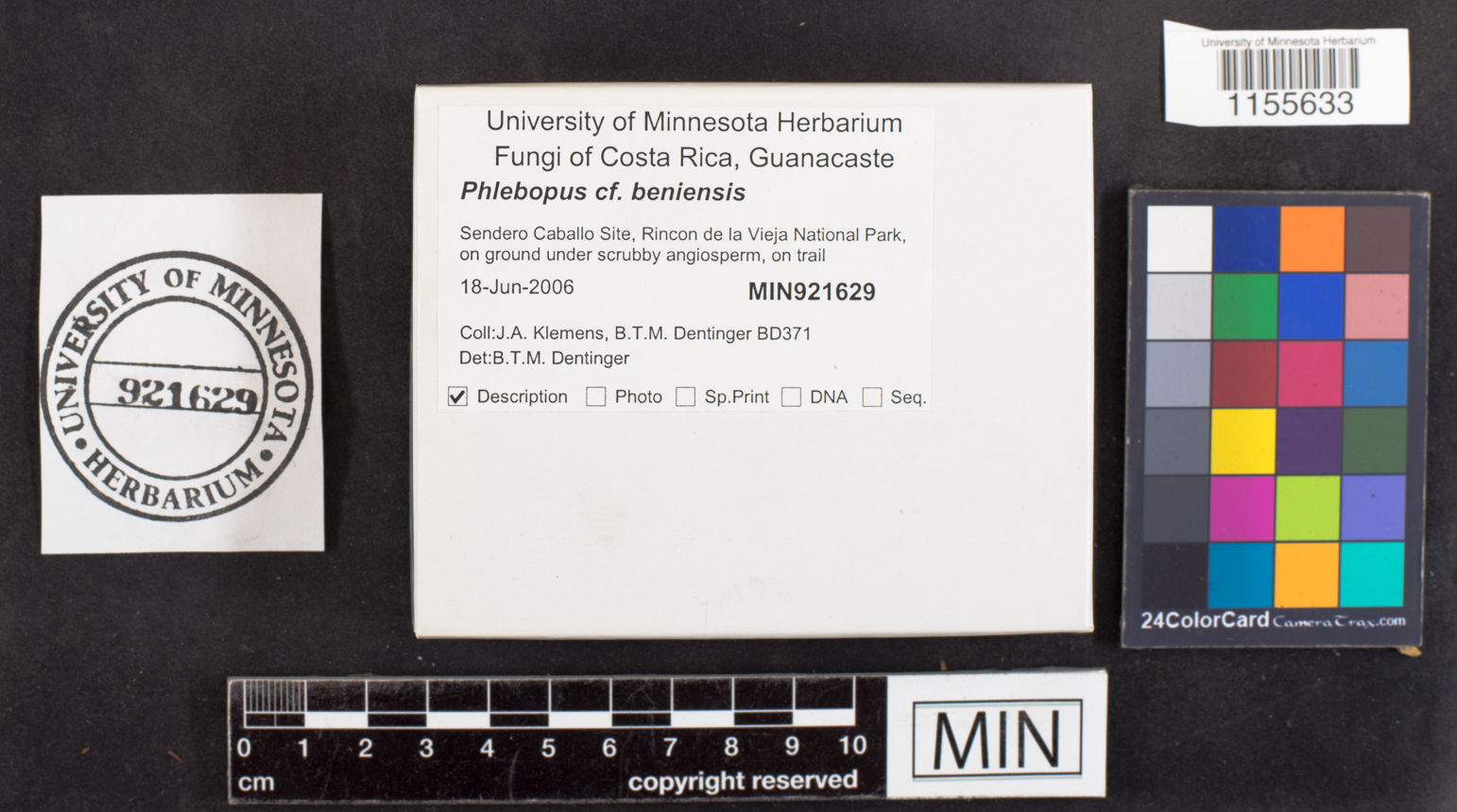 Phlebopus beniensis image