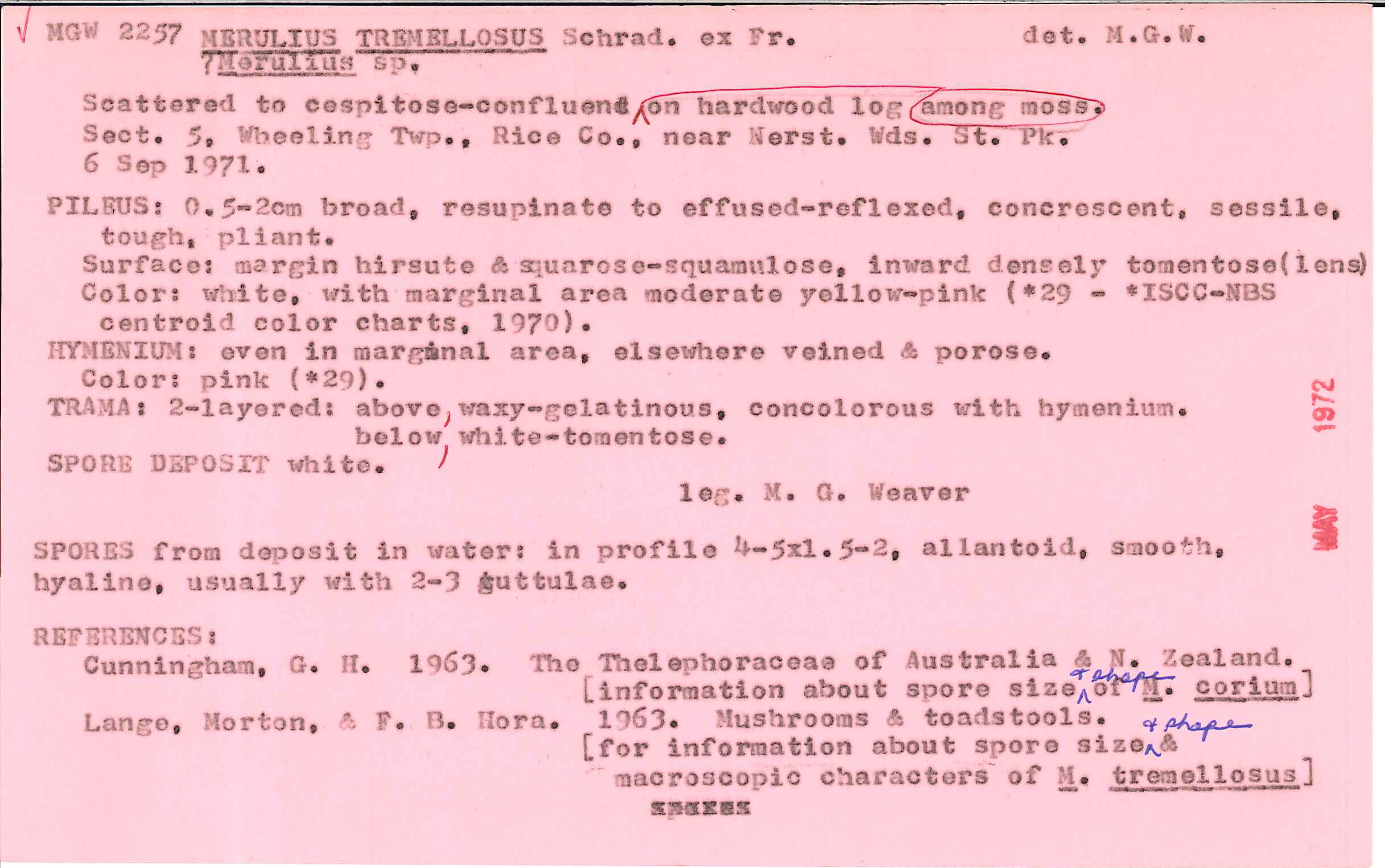Phlebia tremellosus image