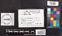 thumbnail image of current specimen