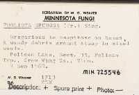 Pholiota howeana image