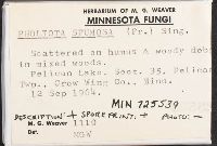 Pholiota howeana image