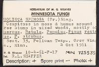 Pholiota howeana image