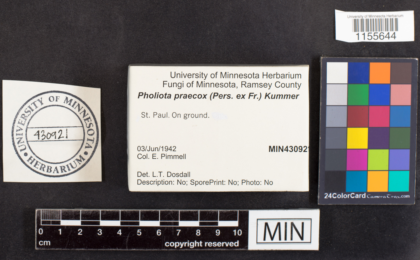 Pholiota praecox image