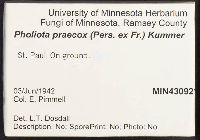 Pholiota howeana image