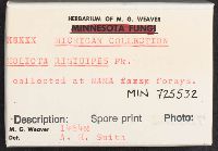 Pholiota howeana image