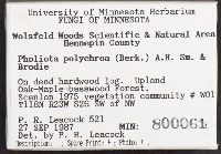 Pholiota howeana image