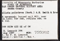 Pholiota howeana image