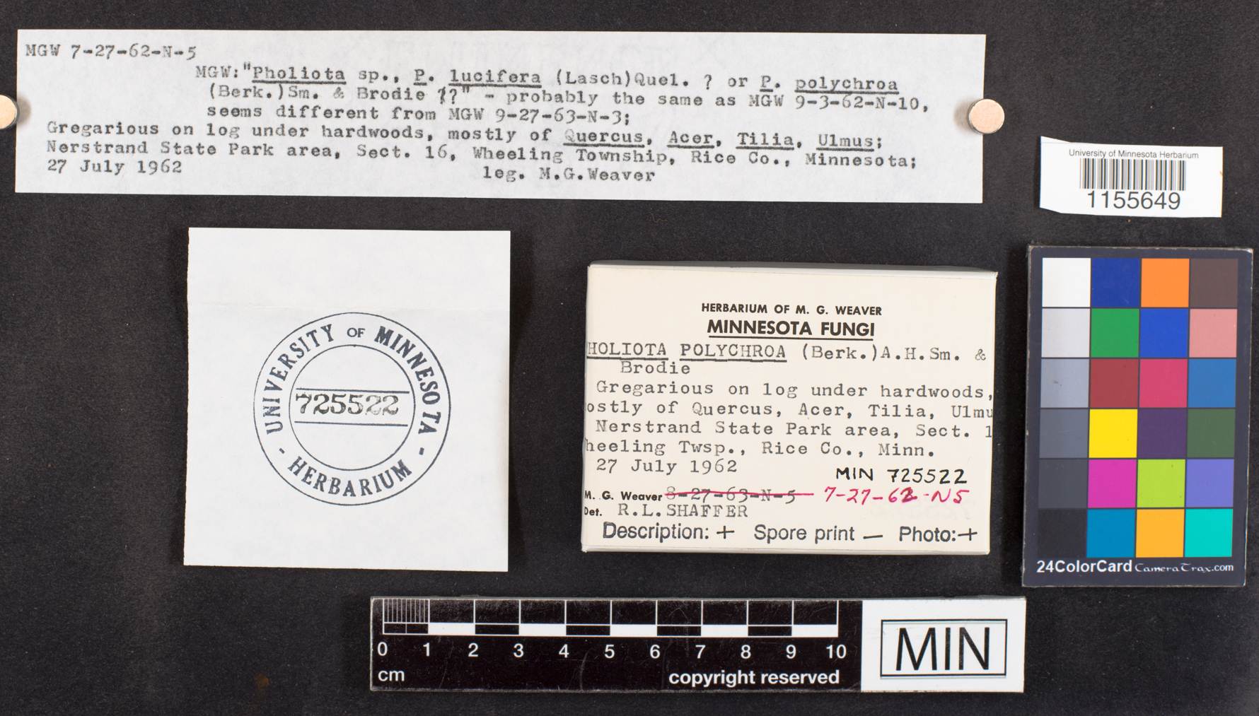 Pholiota polychroa image