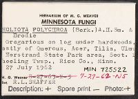 Pholiota howeana image
