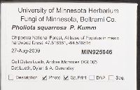 Pholiota squarrosa image