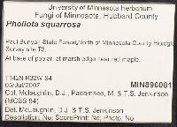 Pholiota squarrosa image