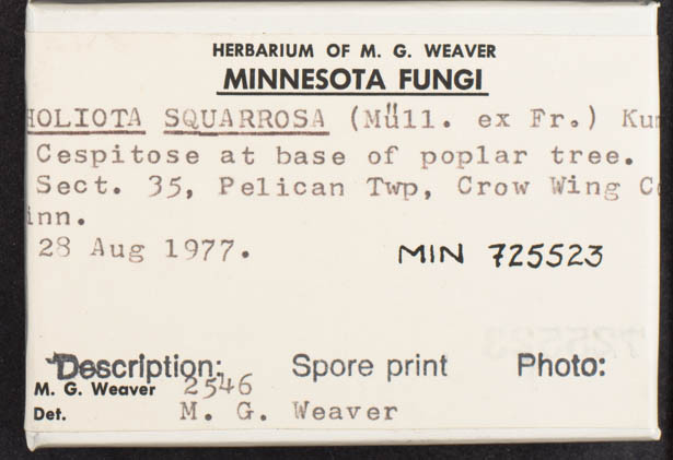 Pholiota squarrosa image