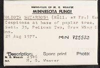 Pholiota howeana image