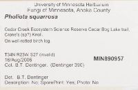 Pholiota squarrosa image