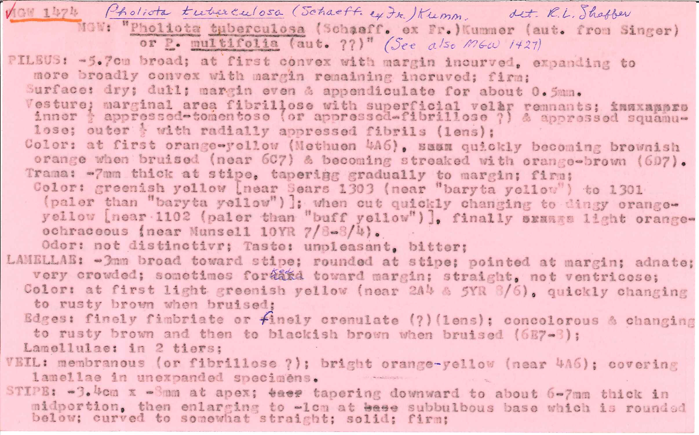 Pholiota tuberculosa image
