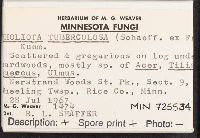 Pholiota tuberculosa image