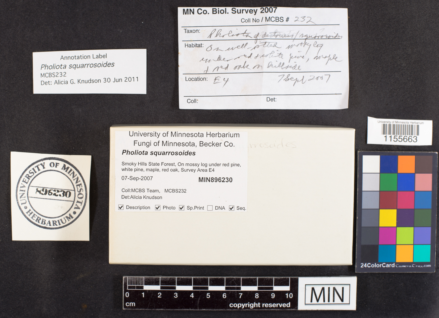 Pholiota squarrosoides image