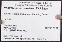 Pholiota squarrosoides image