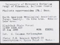 Pholiota squarrosoides image
