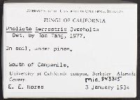 Pholiota howeana image